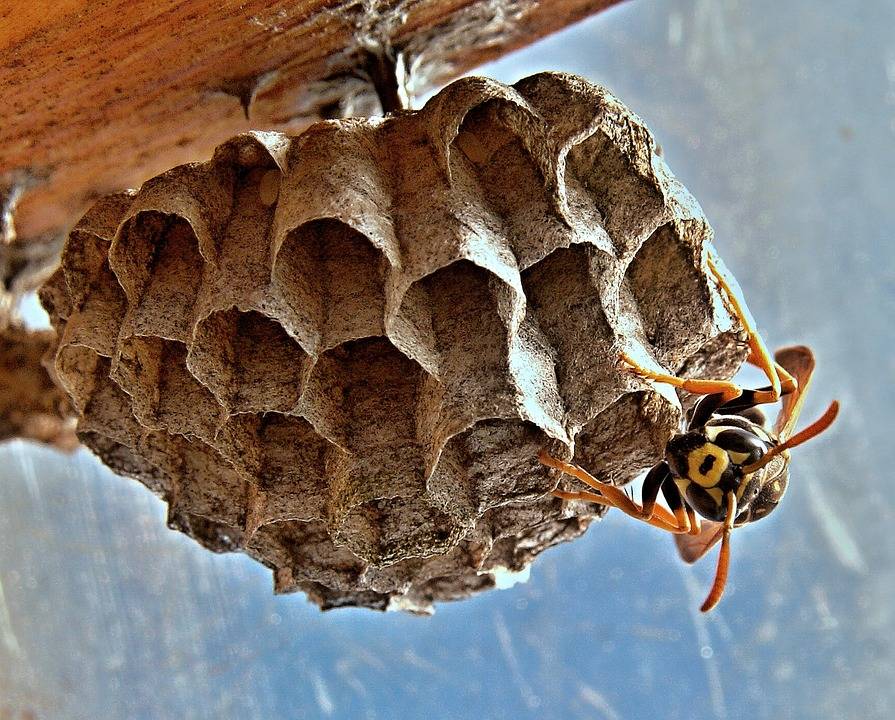 Как подготовить пчел к зиме: формирование гнезда