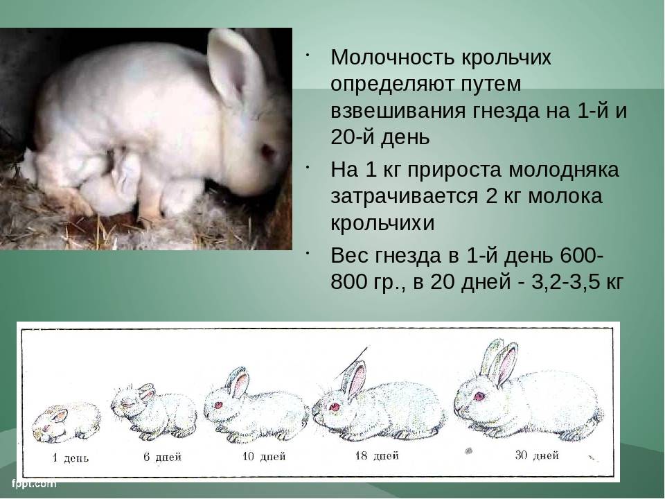 Почему крольчиха отказывается кормить крольчат и как решить эту проблему