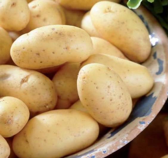 Картофель сорта лилея: описание, характеристика, урожайность