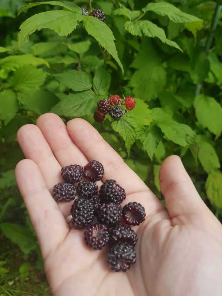 Выращивание черной малины кумберленд – 6 кг ягод с куста