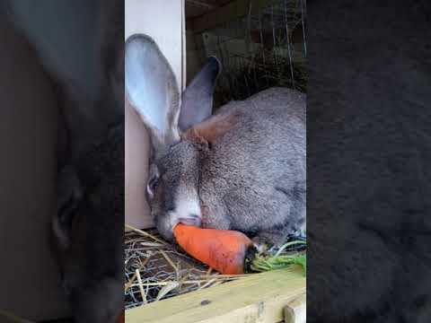 Роды крольчихи: чем кормить кормящую крольчиху после окрола