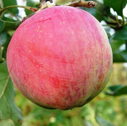 Яблоня бессемянка мичуринская: характеристики, полезные свойства, выращивание и уход за сортом, фото