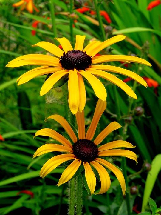 Желтые цветы: самые красивые садовые многолетники с желтыми и оранжевыми цветками, топ 60 на supersadovnik.ru