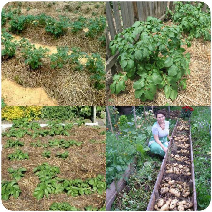 Способы, схемы и правила посадки картофеля в открытый грунт