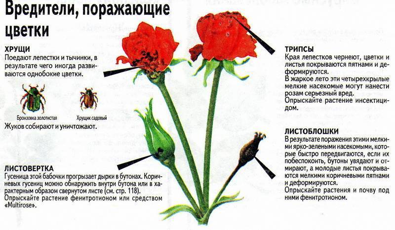 У розы чернеют листья что делать - дневник садовода rest-dvor.ru