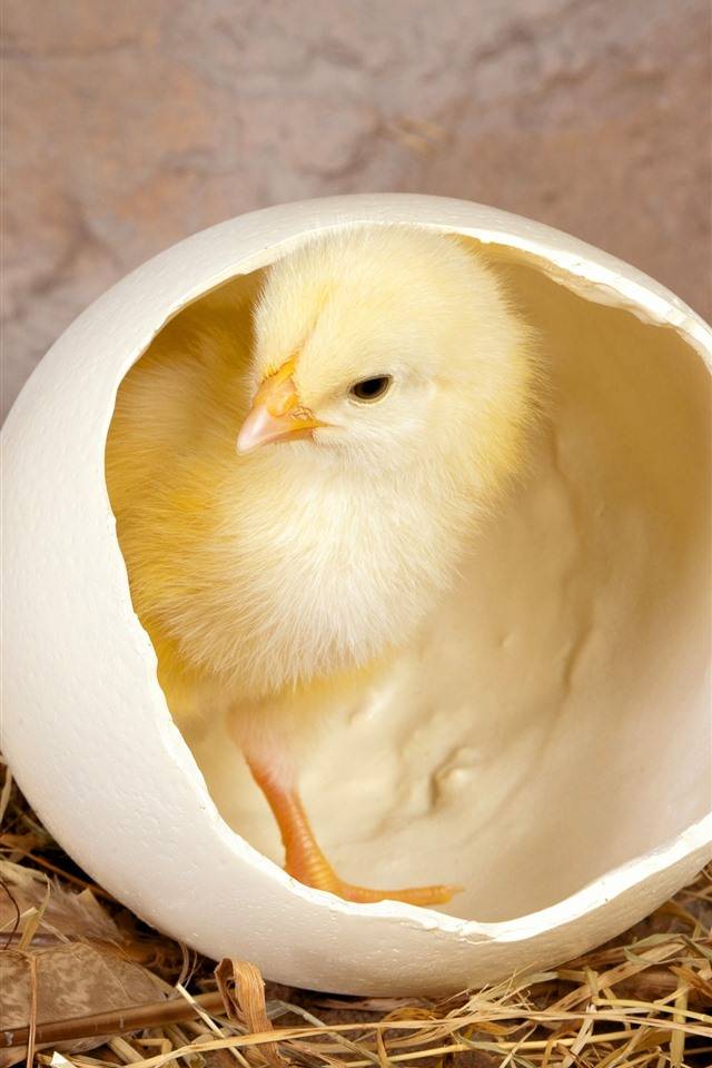 Выведение цыплят в инкубаторе – рекомендации специалиста