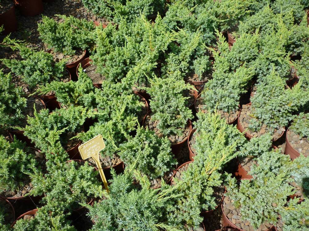 ᐉ можжевельник блю свид описание фото – juniperus squamata blue swede - zoo-mamontenok.ru