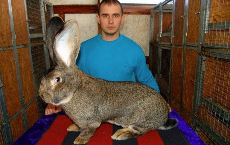 Кролики великаны: преимущества и недостатки породы, правила содержания