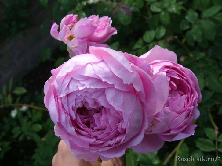 Сорта роз: роза алан титчмарш