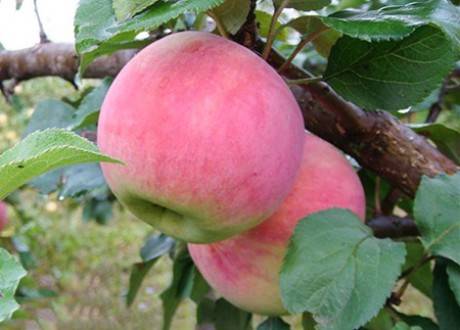 О яблоне Персиянка: описание сорта, характеристики, агротехника, выращивание
