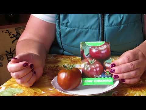 Сорт томата «зефир в шоколаде»: отзывы, описание, достоинства и недостатки, выращивание