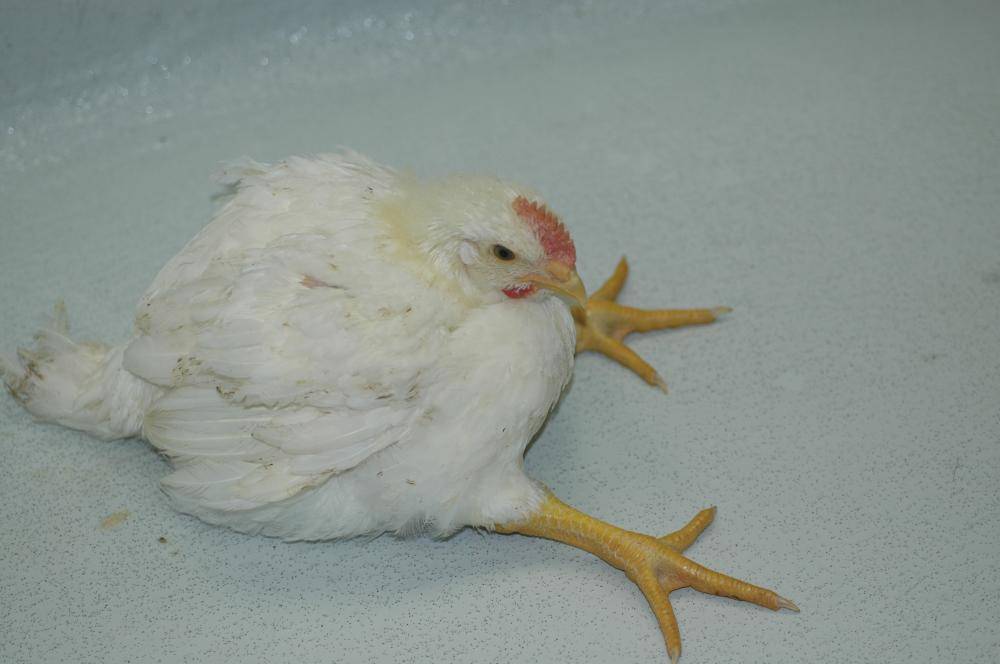 Ветеринария домашней птицы | аденовирусный гидроперикардит цыплят-бройлеров