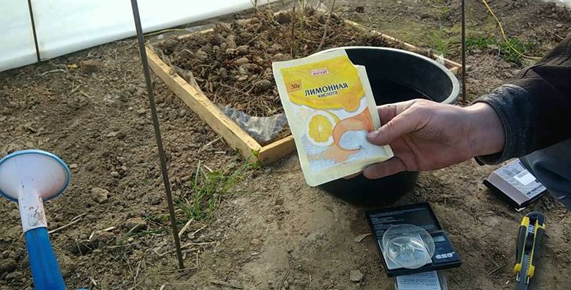 Почва для голубики садовой: какой грунт нужен, как сделать своими руками, кислотность