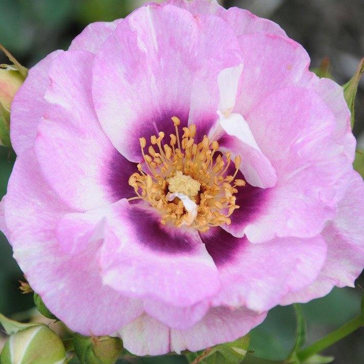 Описание розы флорибунда айс фо ю: что это за сорт, особенности посадки и ухода