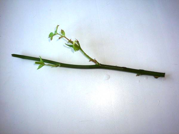 Роза дала отросток на стебле — как посадить в горшок