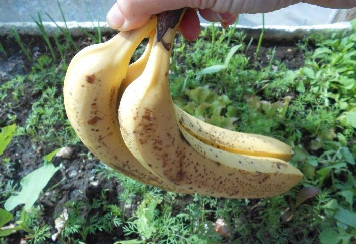 Банановая кожура как удобрение — удивительные способности фрукта