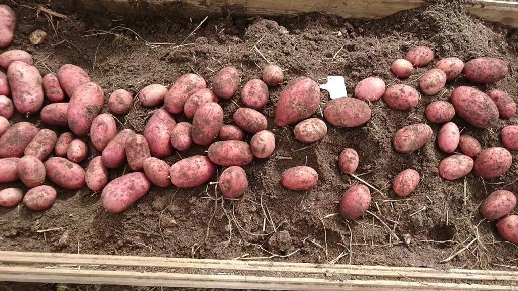 Картофель беллороза, характеристика и описание сорта