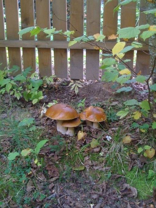 Как выращивать в огороде благородные грибы