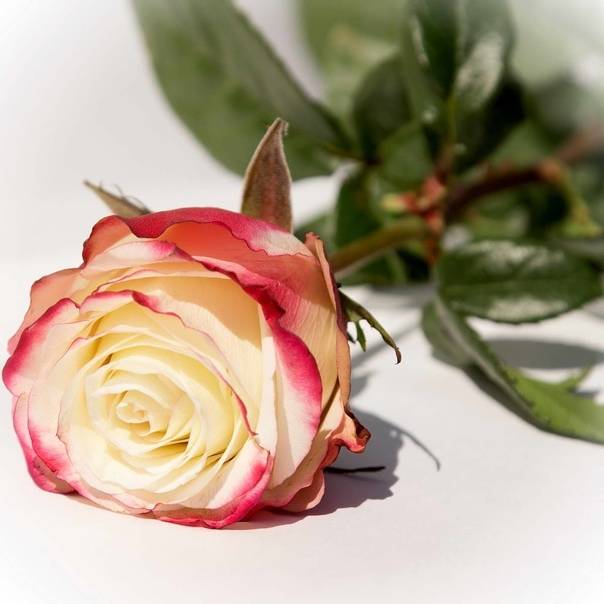 Роза свитнес: фото и описание, выращивание и уход в открытом грунте