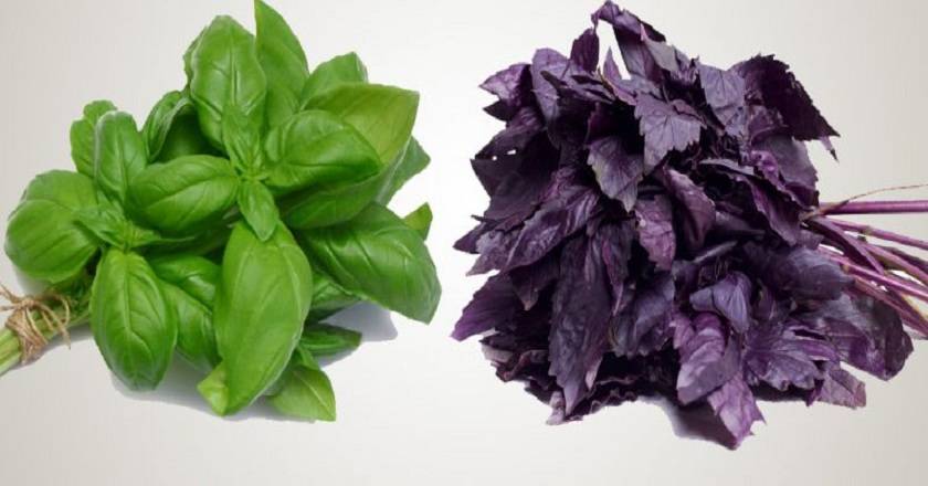 Базилик зеленый и фиолетовый: разница, польза, отличия в составе и свойствах, лучшие сорта и особенности выращивания