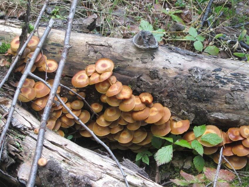 Как легко вырастить много белых грибов на своей дачном участке в грунте