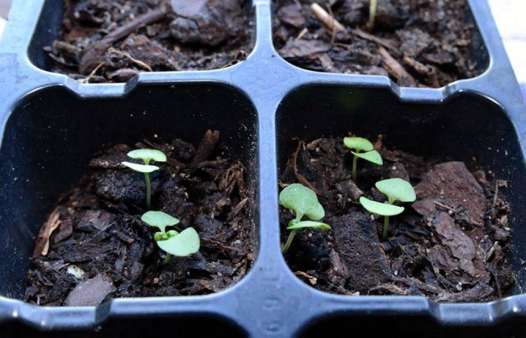 Как сажать базилик в открытый грунт семенами и рассадой