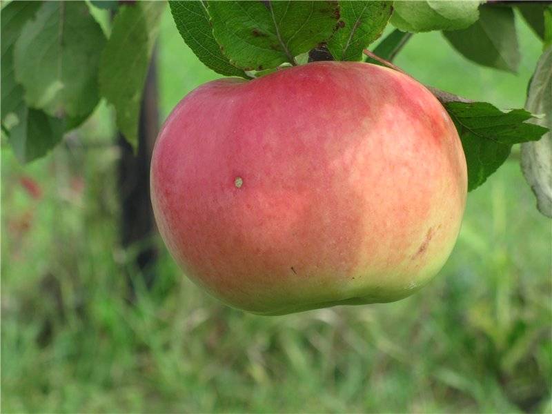 Сорт яблони бессемянка мичуринская: фото, отзывы, описание, характеристики.