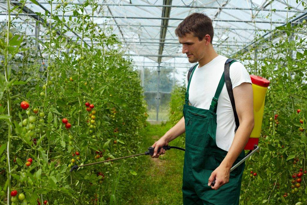 Чем опрыскивать помидоры во время цветения для завязи: чем и как поливать, фото, список удобрений, в теплице, в открытом грунте