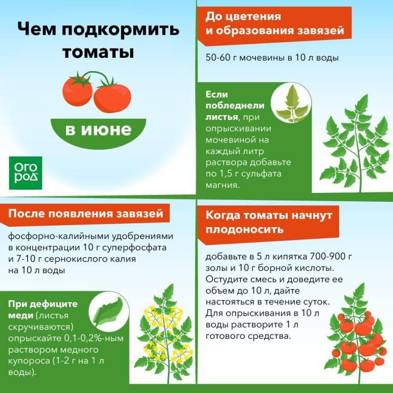 Чем подкармливать помидоры в открытом грунте для хорошего урожая