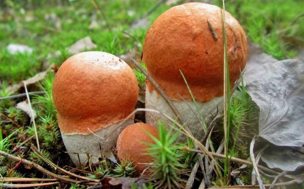 Секреты выращивания грибов на собственной даче