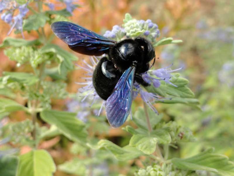 Пчела плотник (черный шмель) с синими крыльями - описание, фото