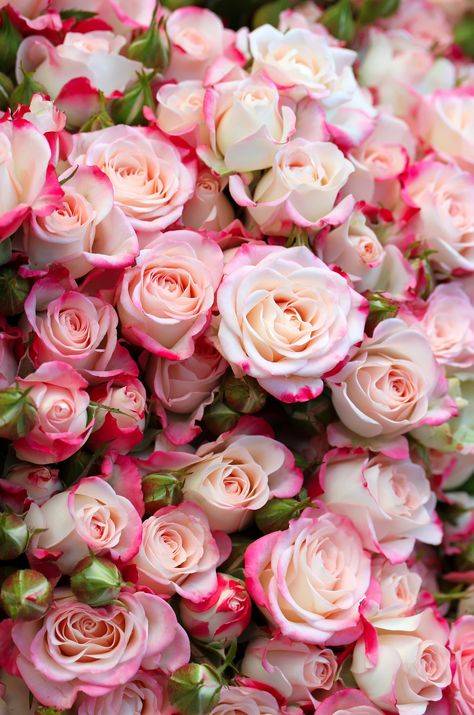 25 самых красивых весенних цветов: определитель с фото и названиями