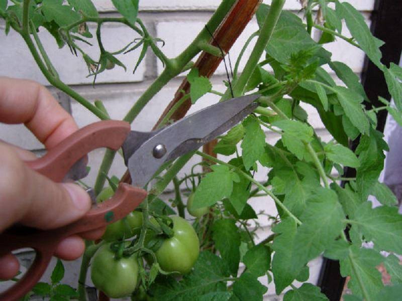 Как прищипывать помидоры — освещаем все нюансы
