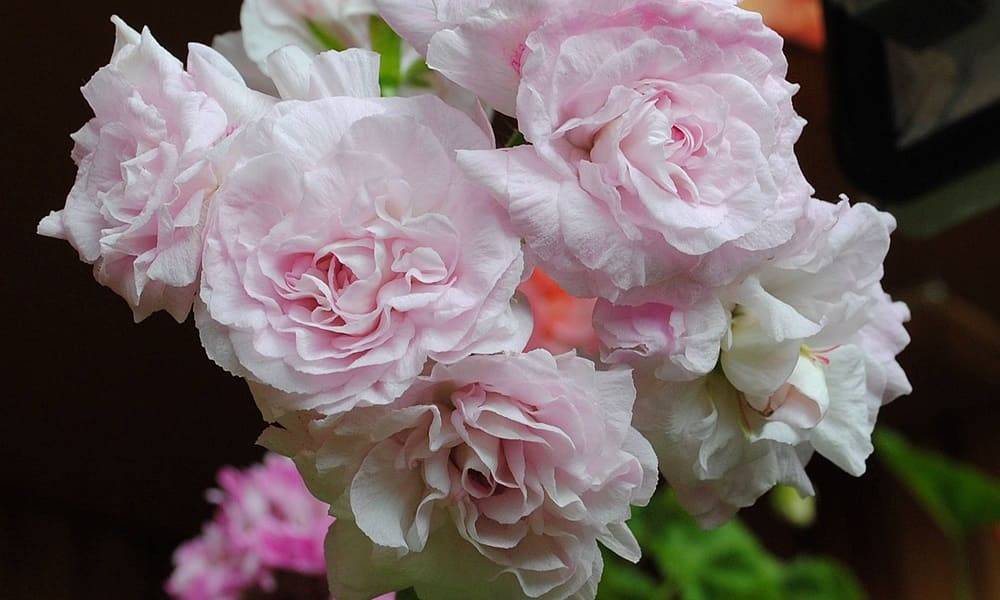 Пеларгония millfield rose (милфилд роуз)