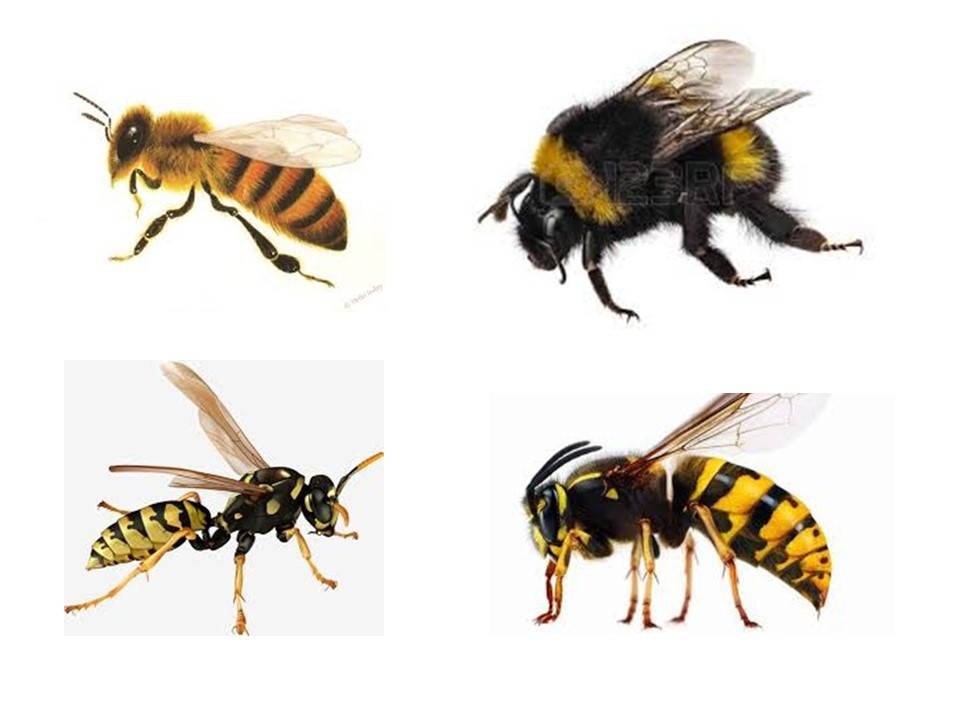 Разница между укусом пчелы и осы. отличия осы от пчел и шмеля жало осы и пчелы: видео
