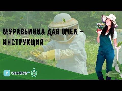 Муравьиная кислота, ее применение в пчеловодстве