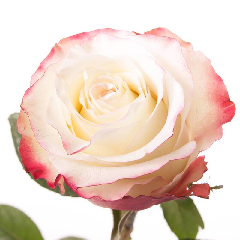 О розе свитнесс (sweetness): описание и характеристики чайно гибридной розы