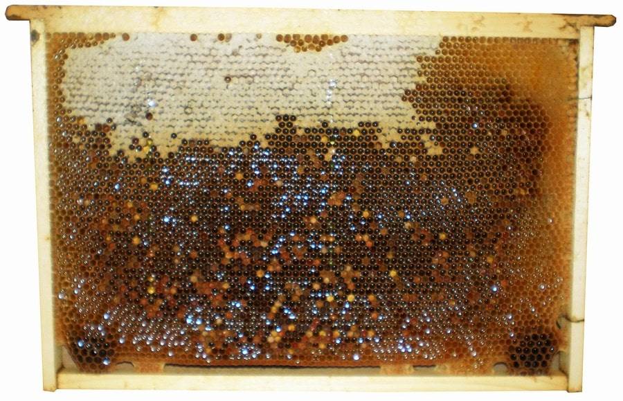 Сколько меда надо для зимовки пчел