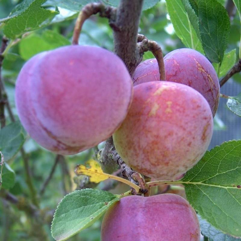 Яблоня персиянка: фото и описание сорта, отзывы садоводов