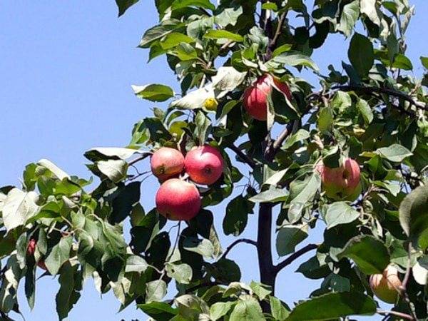 Сорт яблони мечта: ботаническое описание и характеристика сорта