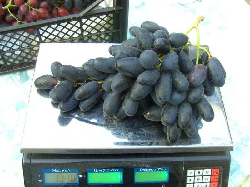 Сорт винограда велика