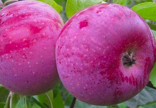Яблоня алеся: описание сорта, особенности посадки и ухода