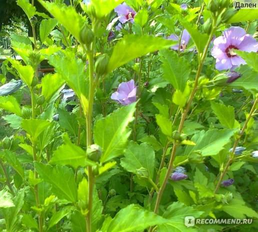 Гибискус садовый (сирийский): 125 фото, виды, как правильно вырастить, посадить, как размножить, выращивание древовидного гибискуса