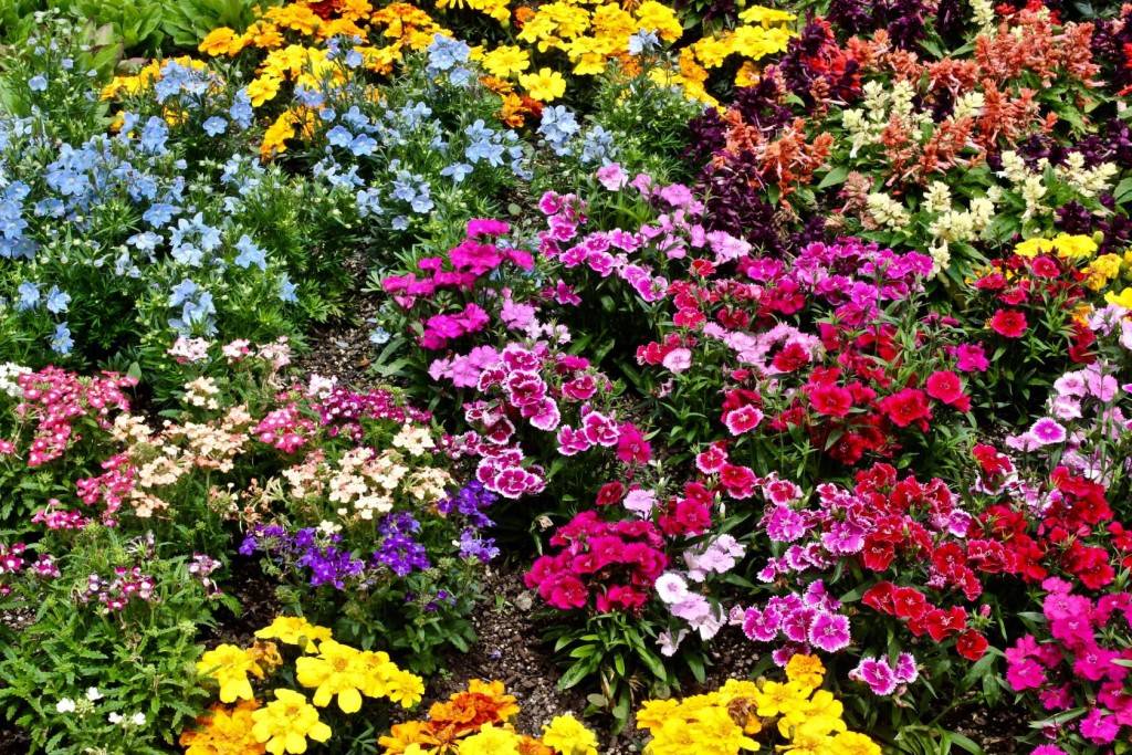 Однолетние цветы - виды, сорта, особенности выращивания и посадки (135 фото + видео)
