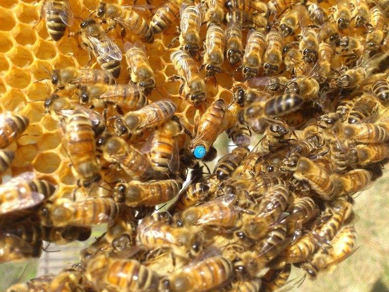Пчелы породы бакфаст: характеристика и описание, отзывы пчеловодов