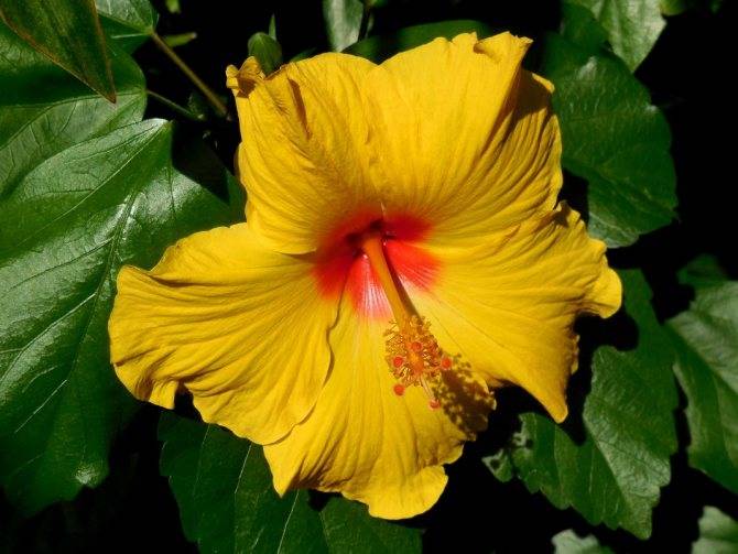Гибискус (цветок смерти) — почему так называют, приметы, виды, уход за комнатной и садовой