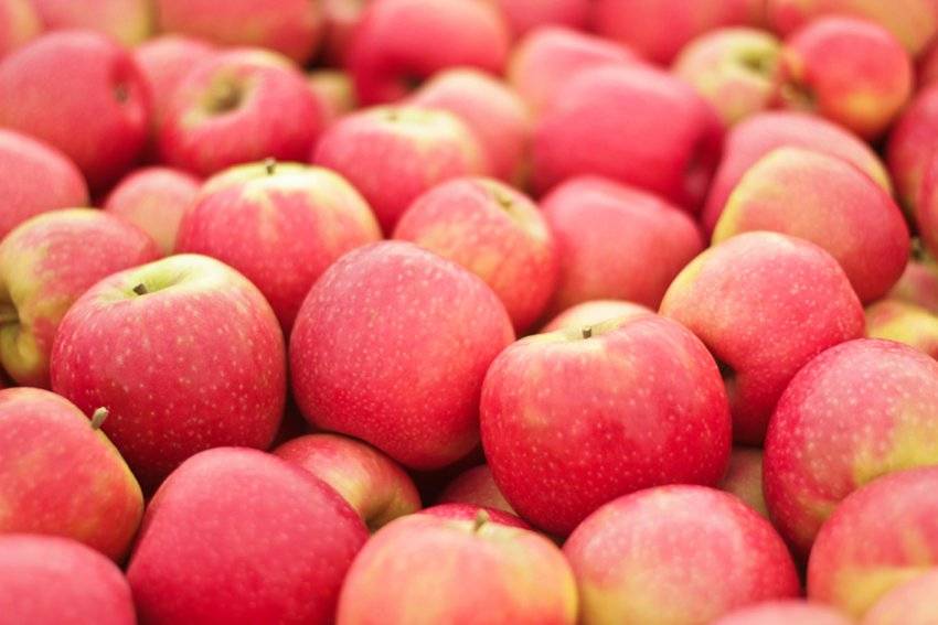 Сорт яблок с розовой мякотью - дневник садовода parnikisemena.ru