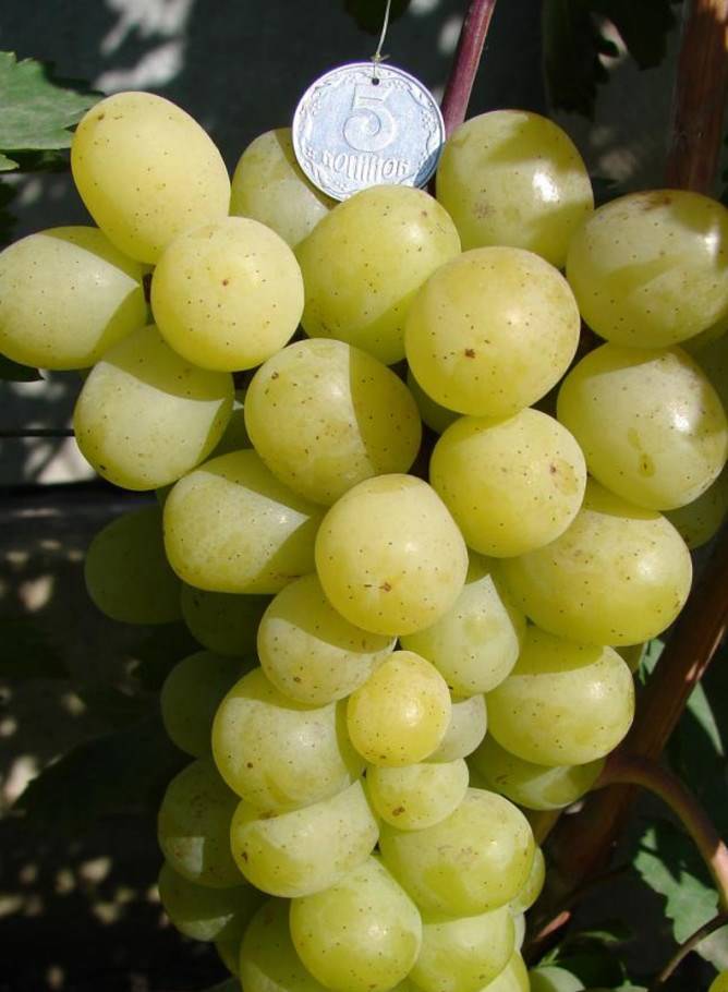 7 лучших сверхранних сортов винограда и их особенности