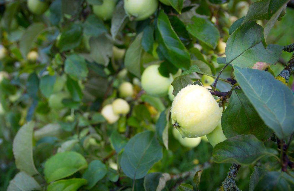 Описание и характеристики сорта яблони пинова, выращивание в разных регионах