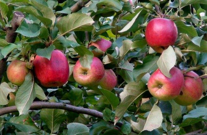 Описание сорта яблони елена: фото яблок, важные характеристики, урожайность с дерева